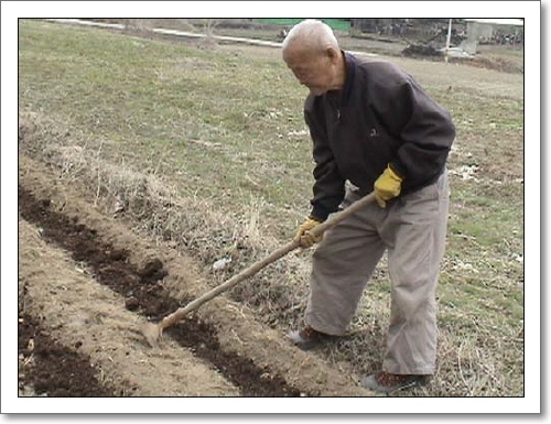 이른 봄 감자를 심는데 오셔서 내 괭이를 뺏더니 시범을 보여 주시는 할아버지 